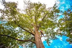 Best Commercial Tree Services  in Riverview, DE