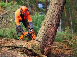 Trusted Riverview, DE  Tree Services Experts