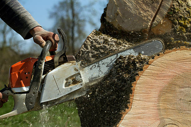 Why Choose Our Tree Removal Services in Riverview, DE?